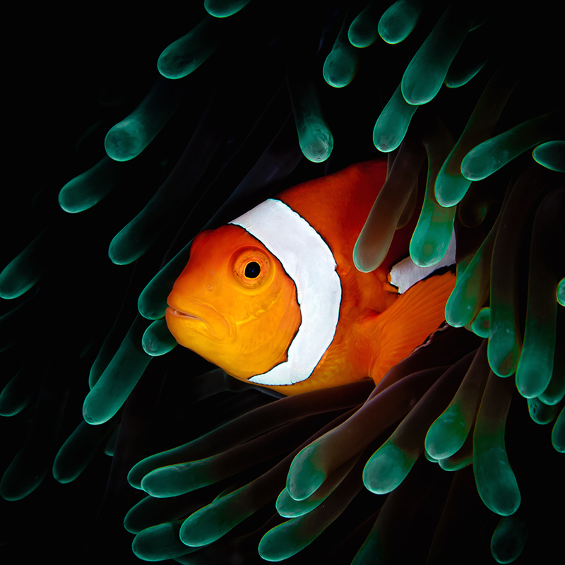 Unterwasser Reef & Fish